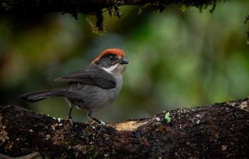 Atlapetes blancae o montañerito paisa. FOTO: Cortesía Santiago Chiquito-García