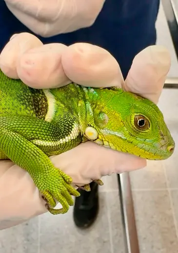 ¡Miserable! Una persona mató con un arma de perdigones a una iguana en el Valle de Aburrá