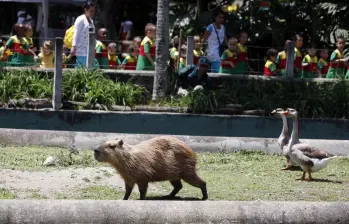 Un chigüiro hembra y su cría recién nacida murieron por la pólvora en el Parque de la Conservación. FOTO: Manuel Saldarriaga Quintero