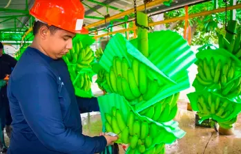 Productores bananeros de Magdalena y La Guajira enfrentan presión en sus ingresos por la revaluación del peso y el aumento de costos en 2026. FOTO suministrada por Libreta Personal