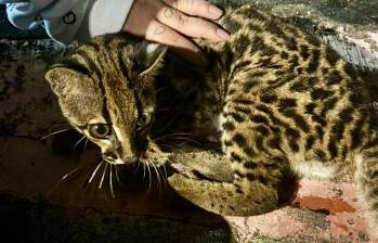 Este fue el tigrillo encontrado en zona urbana del municipio de Itagüí. FOTO: Cortesía