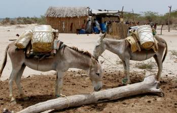 Los burros suelen ser abusados por zoofílicos en algunos pueblos de Colombia. FOTO: ARCHIVO.