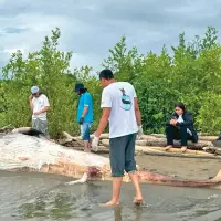 El hallazgo más reciente fue el de una ballena minke, el pasado 4 de agosto en una playa de Turbo. FOTO CORTESÍA