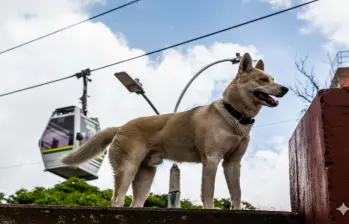 Cómo prevenir la torsión gástrica en tu perro