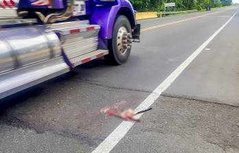 El tramo entre Mutatá y Necoclí ha sido el más crítico en atropellamiento de animales. Foto: cortesía.