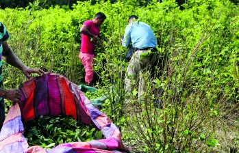 En Antioquia, los municipios con más cultivos de uso ilícito son Valdivia, Tarazá, Anorí, Cáceres e Ituango. Los cinco agrupan el 77% de toda la coca cultivada acá. FOTO Manuel Saldarriaga. 
