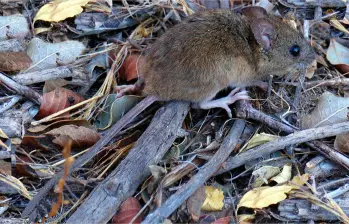 Esta es una imagen del ratón colilargo, el causante de este brote de hantavirus. FOTO Cortesía Yamil Hussein E. http://jacobita.cl/