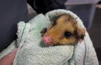 Una de las crías de zarigüeya que se vio afectada por la quema de pólvora en el Valle de Aburrá. FOTO Cortesía Área Metropolitana. 