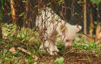 La felina albina ya presenta indicios del instinto depredador: persigue objetos en movimiento. FOTOS: Cortesía.