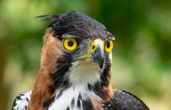 Esta es un águila crestada real, especie de la cual fue encontrado un nido en el nordeste antioqueño. FOTO: Cortesía Proyecto Grandes Rapaces