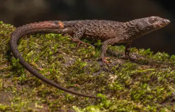 Echinosaura embera, el nuevo lagarto semiacuático descrito en Colombia, habita en los bosques húmedos del Chocó y Panamá. FOTO: Cortesía Juan Daniel Vásquez Restrepo