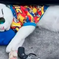 Denuncian que estarían usando un gato “sedado” para pedir plata en la comuna 13