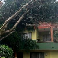 EN FOTOS: ¡Qué susto! Gigantesco árbol cayó sobre casa en Copacabana
