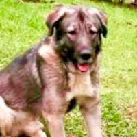 Presunta negligencia en spa canino habría causado la muerte de Loky