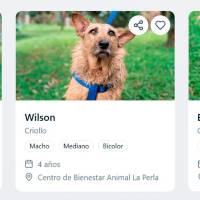 Ahora adoptar una mascota es más fácil: desde el celular puede encontrar nuevo mejor amigo