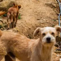 Así puede proteger a sus mascotas durante la temporada de lluvias