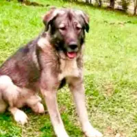 ¿Qué pasó con Loky? Esto dicen desde el spa canino donde fue atendido