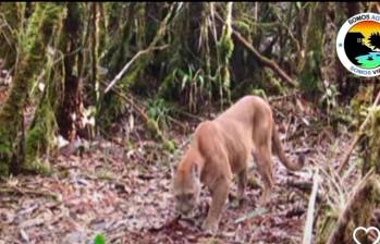 Esta es la segunda vez que las cámaras trampas registran el avistamiento del Puma en el Páramo de Belmira. FOTO CAPTURA DE PANTALLA 