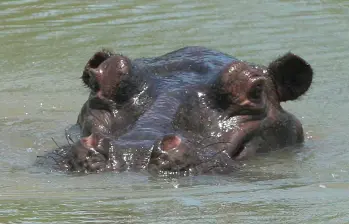 El hipopótamo es un mamífero acuático, fundamentalmente herbívoro que habita en el África subsahariana y en Puerto Triunfo. Foto: Camilo Suárez