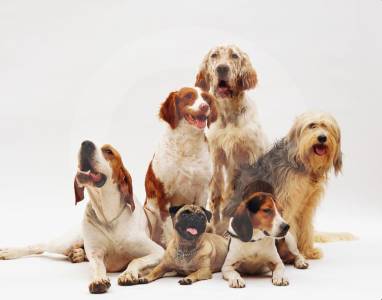 Funza inaugura el primer Punto Fijo de Esterilización Animal