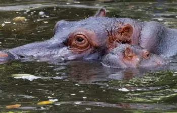 Hipopótamos del Magdalena Medio. Foto: EL COLOMBIANO