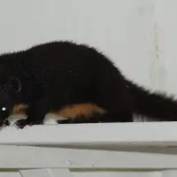 Las plataformas digitales permiten integrar observaciones ciudadanas y registros científicos en mapas geoespaciales de biodiversidad. FOTO iNaturalist-Juan Manuel de Roux