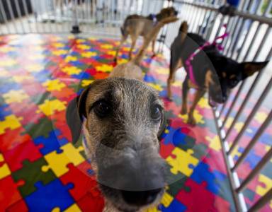 Aprobada la “Ley Empatía”: colegios en Colombia deberán enseñar sobre protección animal