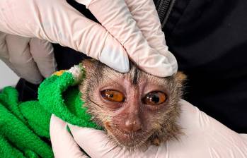 Las dos martejas rescatadas en el último mes llegaron en estado lamentable al Centro de Atención, Valoración y Rehabilitación de Fauna Silvestre (CAVR). FOTO: CORTESÍA AMVA