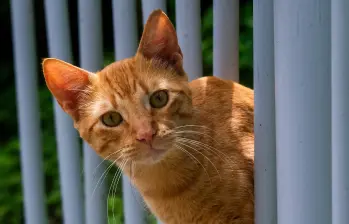 Así puedes saber si tu gato está triste