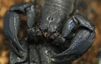 Uno de los escorpiones o alacranes que hay en el departamento de Antioquia. FOTO: Camilo Suárez.