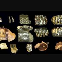 Fósiles hallados en el lecho marino frente a Java revelan cómo vivió el Homo erectus en Sondalandia hace 140.000 años. FOTO Cortesía Universidad de Leiden