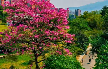 En Medellín hay 826 especies de árboles. FOTO: Camilo Suárez.