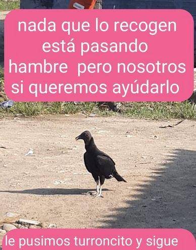 Turroncito, así fue nombrada el ave, deambulando por Apartadó tras la muerte de su dueño. FOTO: Cortesía