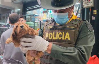 El rescate de estos cachorros evidencia nuevamente cómo la comercialización y demanda de perros de raza se han convertido en dinamizadores del maltrato animal. FOTO: CORTESÍA