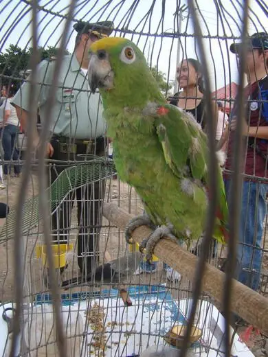Loro decomisado en operativo contra el tráfico ilegal de fauna en Colombia, el ave era utilizada como campanero. Cortesía, Colprensa. 