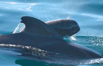 Imagen de ballenas piloto. Foto: Europa Press.