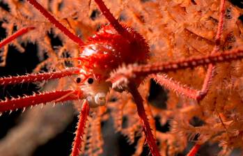 Una langosta achaparrada documentada en coral a una profundidad de 669 metros en el monte submarino JF2. Foto: Cortesía del Schmidt Ocean Institute.