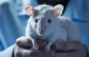 Riñones de rata creados en ratones: el experimento que abre camino a nuevos trasplantes. Foto: Magnific