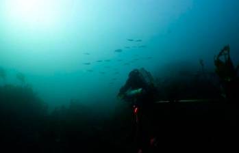 Un probable banco de Alosa en las aguas marinas costeras de Bretaña. Foto: OFB / PATRINAT.