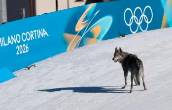 El animal, tras entrar a la pista, se colocó detrás de dos deportistas corrió varios metros como si también fuera parte de la prueba.