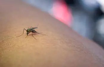 Los islandeses son los últimos en conocer al tedioso insecto. Foto Agencia Sinc