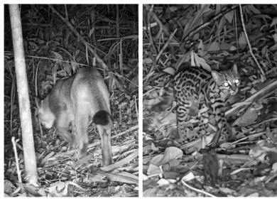 Ponm ¡Ojo!: Cuatro de los seis felinos de Colombia están en una reserva de ...