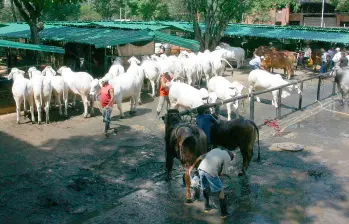 La habilitación de 11 plantas colombianas permitirá exportar carne bovina y porcina a Filipinas, un mercado de 121 millones de habitantes que importa hasta el 60 % de la carne que consume. FOTO EL COLOMBIANO