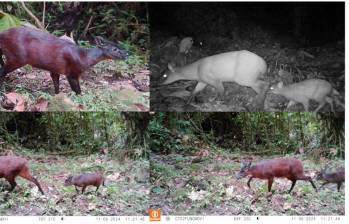 Actualmente, el mamífero se encuentra clasificado como vulnerable. FOTO Instituto Humboldt