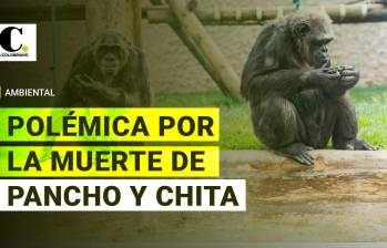 Fiscalía investigará la muerte de dos chimpancés en el Bioparque Ukumarí de Pereira 