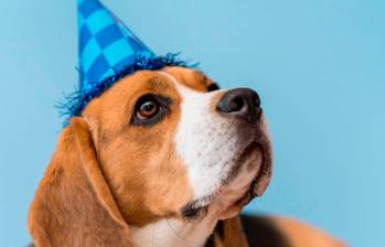 ¿Cómo celebrar el cumpleaños a una mascota? 