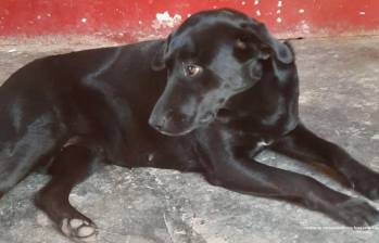 Médico veterinario imputado por la muerte de Alma, una perra embarazada en Antioquia. Foto: cortesía