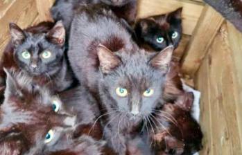 Más de 100 gatos negros fueron rescatados en Inglaterra