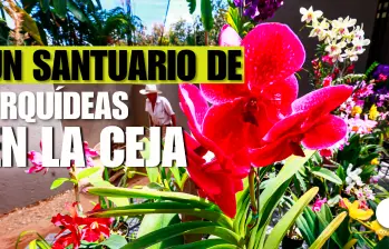 Un santuario orquídeas busca salvar especies de la extinción