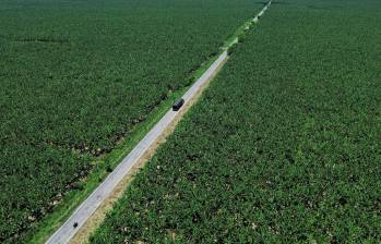 Las enormes plantaciones de banano colonizan el paisaje en los municipios del Urabá antioqueño. FOTO: MANUEL SALDARRIAGA